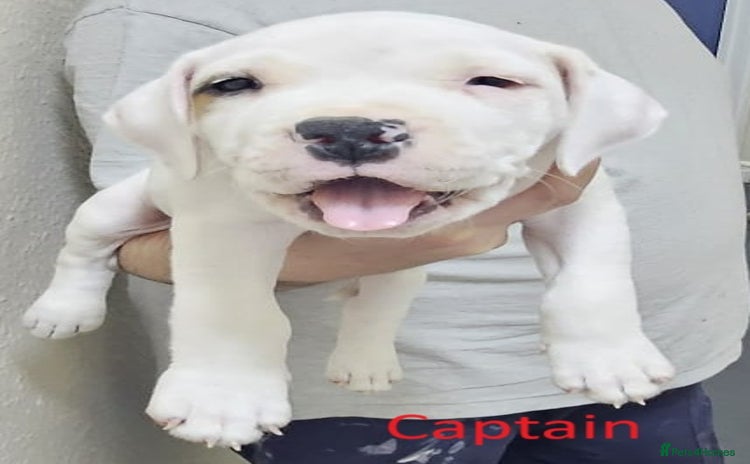 Mixed Breed dogs - Advert 11
