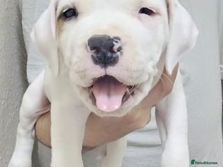 Mixed Breed dogs - Advert 6