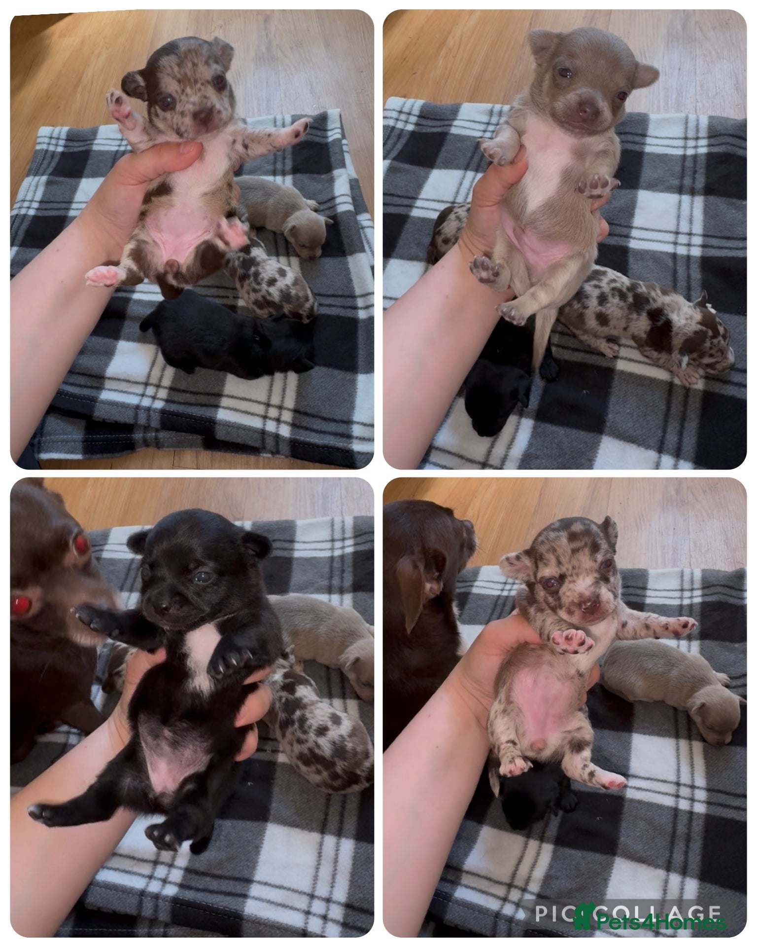 Chihuahua dogs Shorthair chihuahua pups - Advert 18