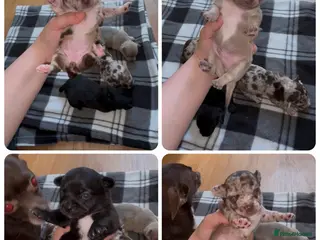 Chihuahua dogs Shorthair chihuahua pups - Advert 4