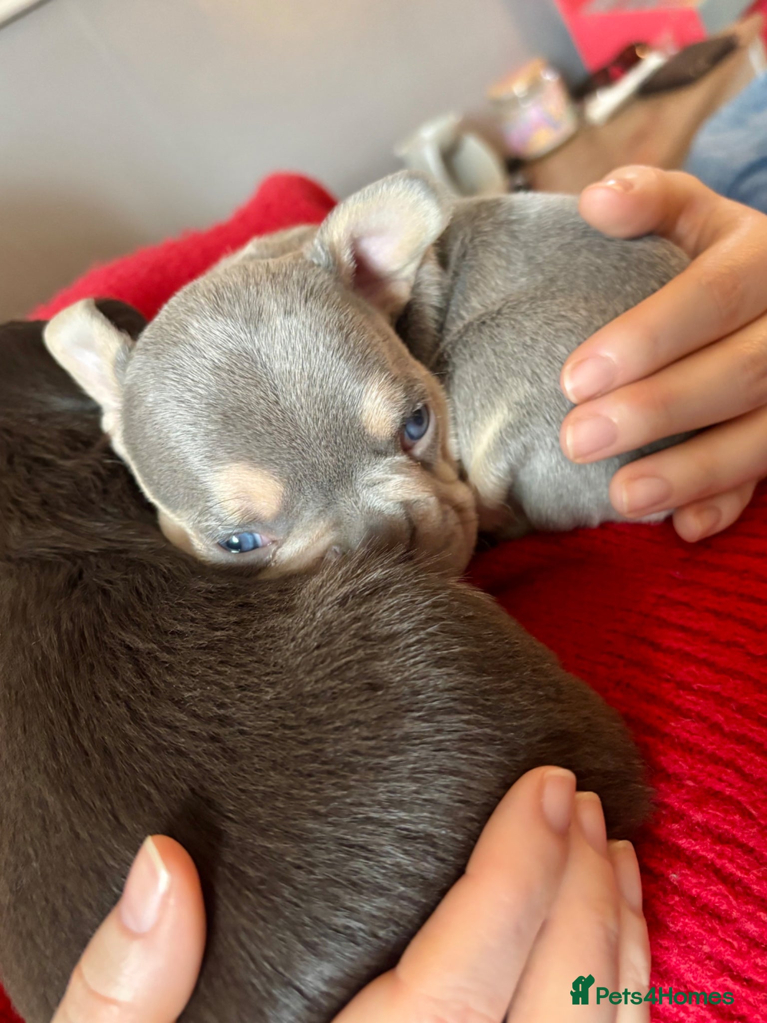 French Bulldog dogs 3 gorgeous pedigree French bulldogs for sale - Advert 10