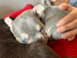 French Bulldog dogs 3 gorgeous pedigree French bulldogs for sale - Advert 7