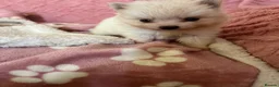 Pomsky dogs for sale: Pomsky Puppies (3) - Advert 19