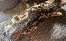 Domestic Shorthair cats for sale: Female kitten 4 months old - Image 1