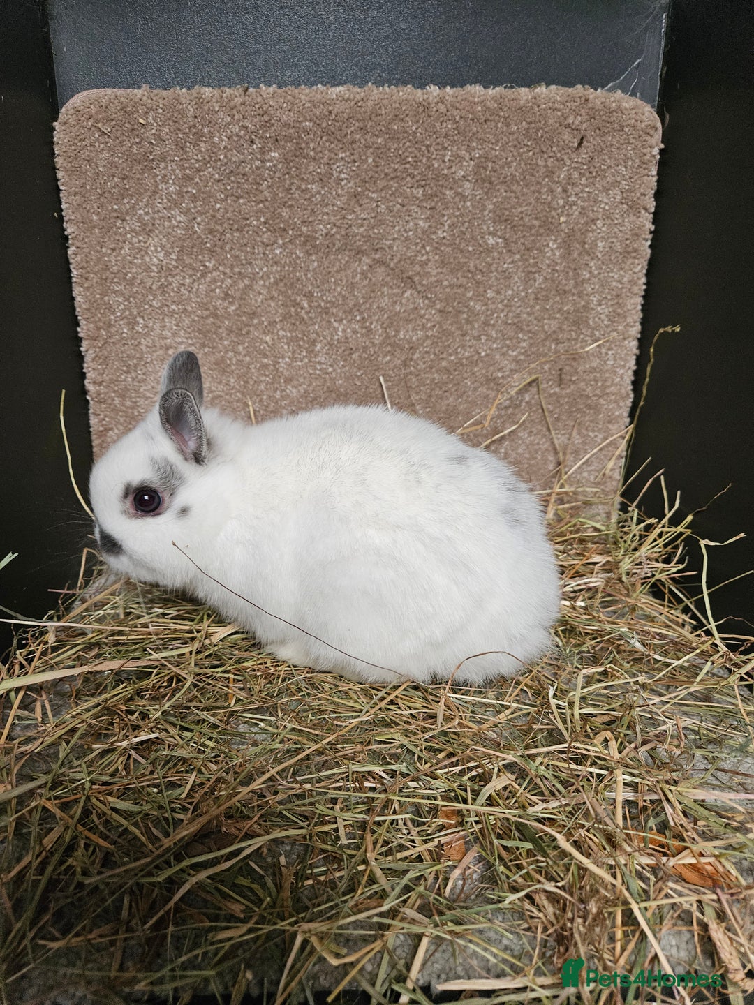 Netherland Dwarf rabbits for sale: Pure Bred Netherland Dwarfs Bucks  - Advert 6