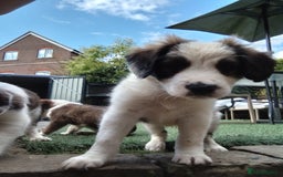 Mixed Breed dogs for sale: Beautiful Cocker X Collie Pups  - Image 7