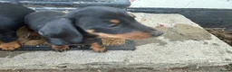 Miniature Dachshund dogs for sale: Beautiful miniature dachshund puppies - Advert 11