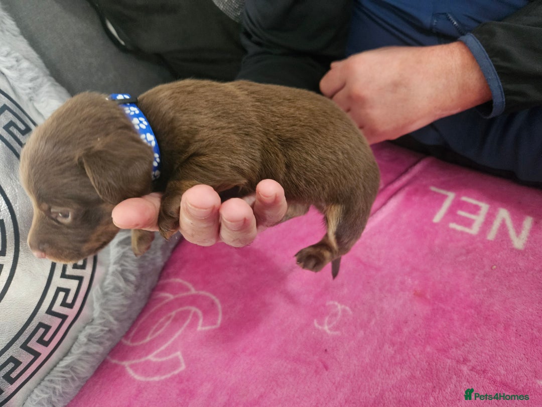 Miniature Dachshund dogs for sale: Miniature dashunds  - Image 15