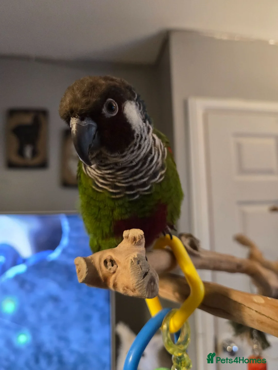 Conures birds for sale: Parley conure  - Advert 2