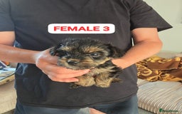 Mixed Breed dogs for sale: FOR SALE (YORKSHIRE TERRIER) - Image 5