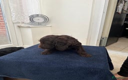 Cockapoo dogs for sale: 8 cockapoo - Image 5