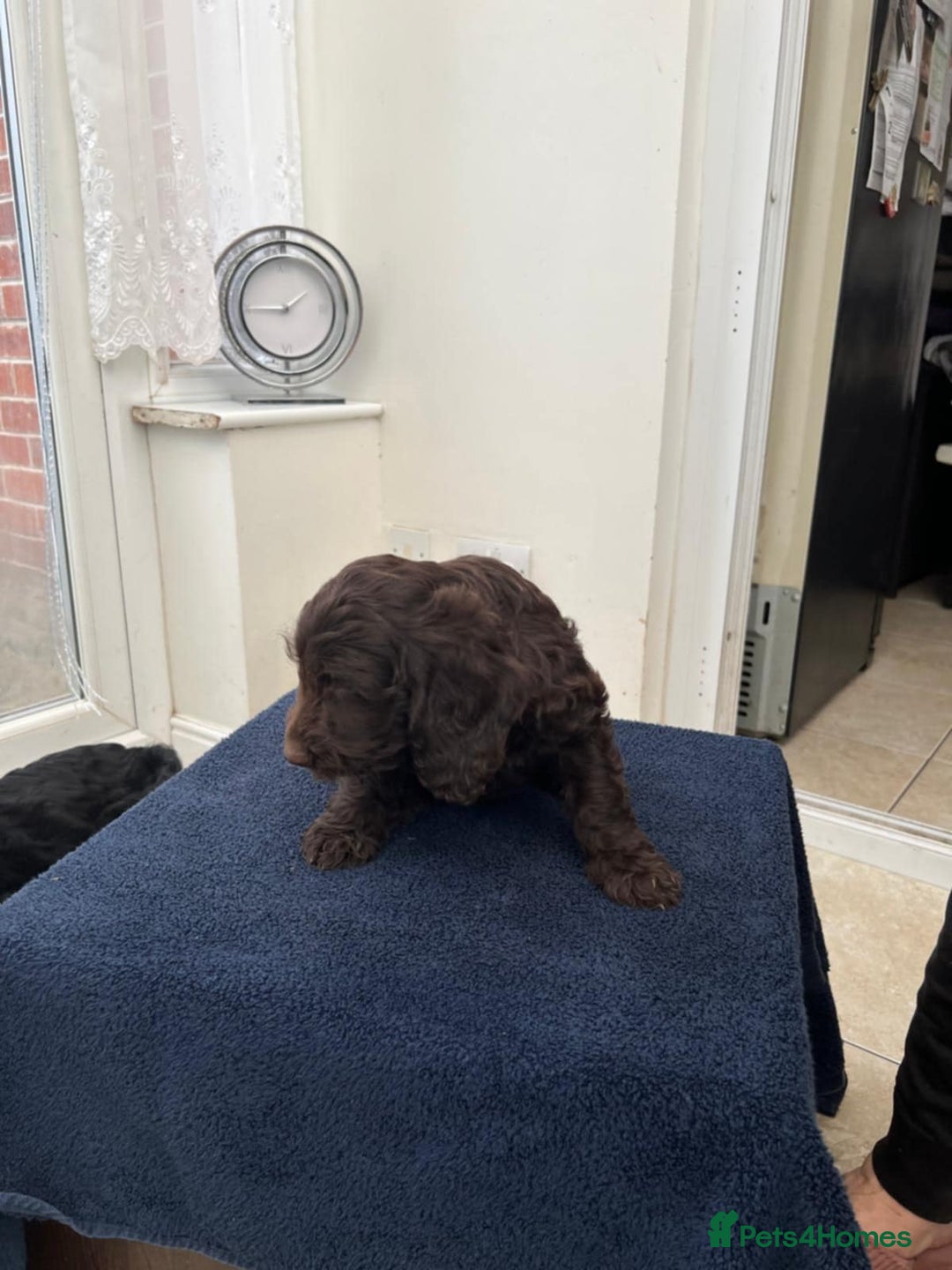 Cockapoo dogs for sale: 8 cockapoo - Image 5