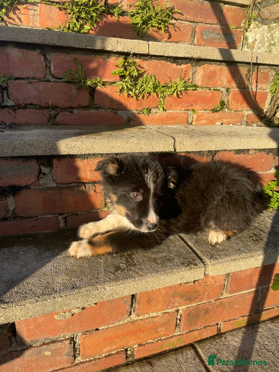 Border Collie dogs for sale: 3 Beautiful Sheepdog Puppies - Advert 22