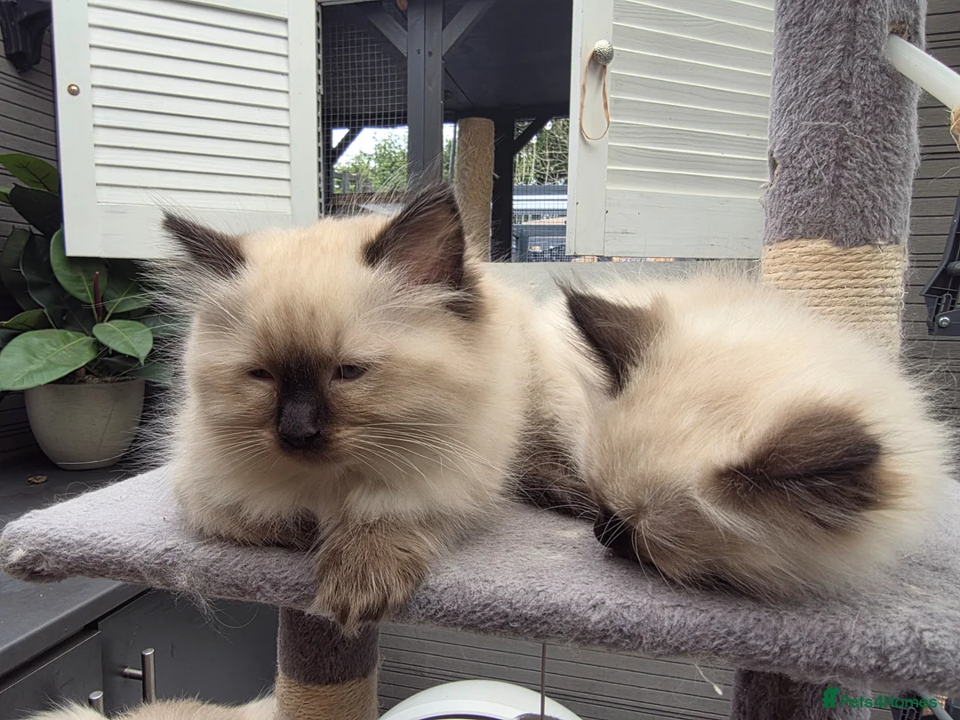 Ragdoll cats for sale: Rag Doll Kittens ready for homing in Coventry - Advert 2