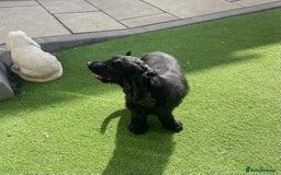 Cocker Spaniel dogs for sale: Show cocker - Image 5