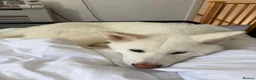 Japanese Akita Inu dogs for sale: Lando: 9 Month Old Japanese Akita - Advert 6