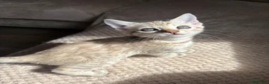 Bengal 3