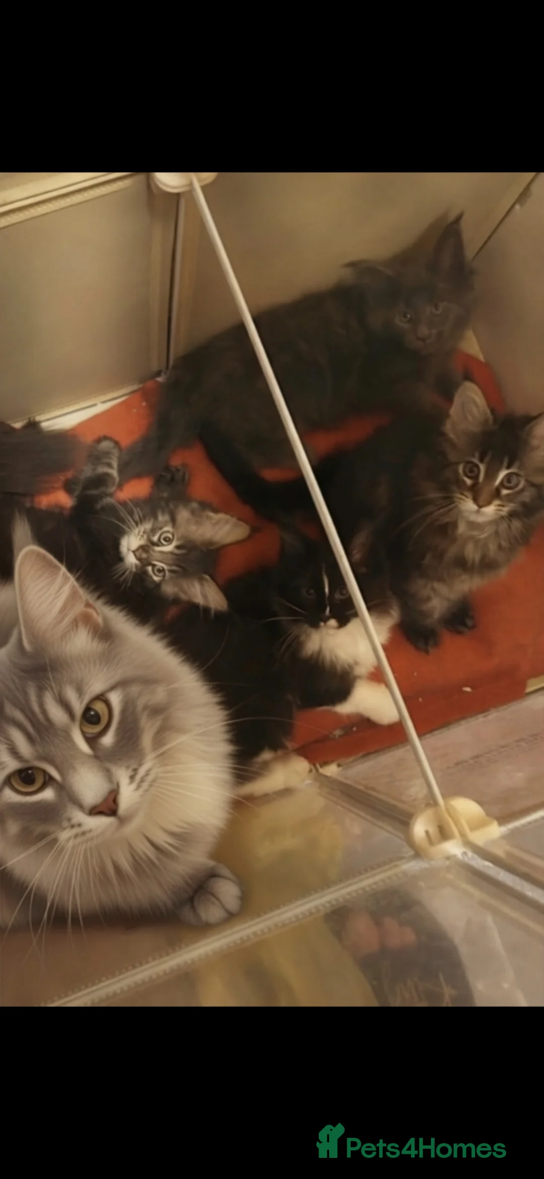 Maine Coon cats for sale: Beautiful maine coon girl - Advert 4