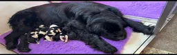 Newfoundland dogs for sale: Champion bloodlines due 22nd October  - Advert 8