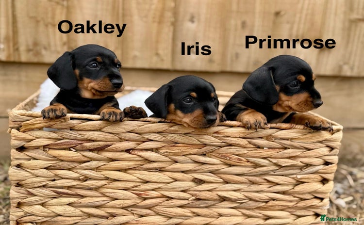 Miniature Dachshund dogs - Advert 4