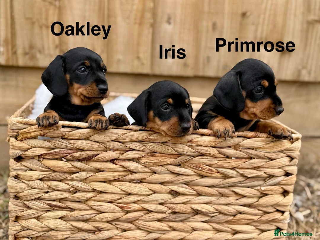 Miniature Dachshund dogs for sale: PRA clear super looking puppies - Image 2