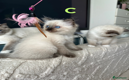 Ragdoll cats for sale: Beautiful Ragdoll kittens - Image 10