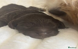 Cavapoo dogs for sale: Beautiful F1bb cavapoo pups - Image 11