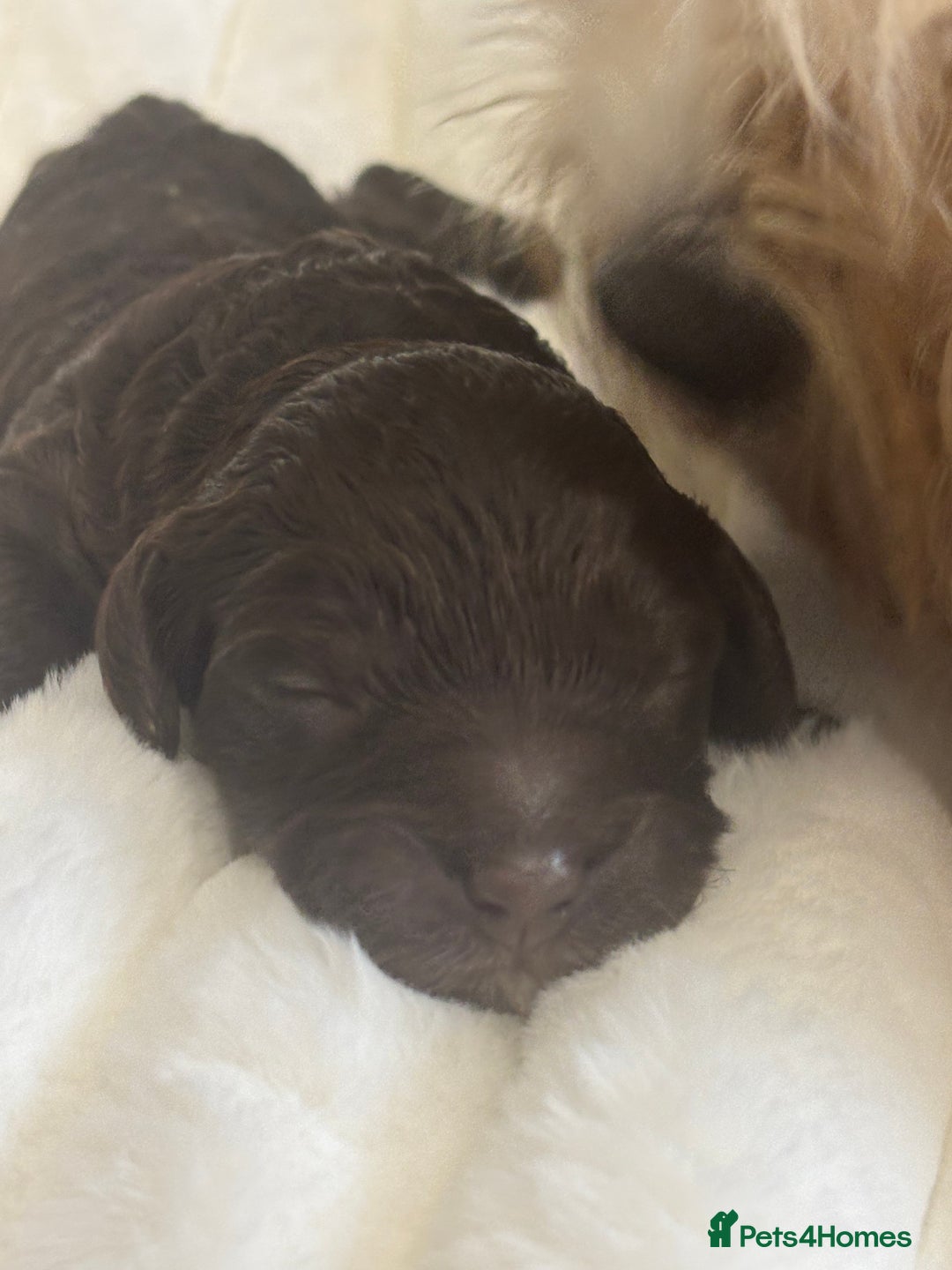 Cavapoo dogs for sale: Beautiful F1bb cavapoo pups - Image 11