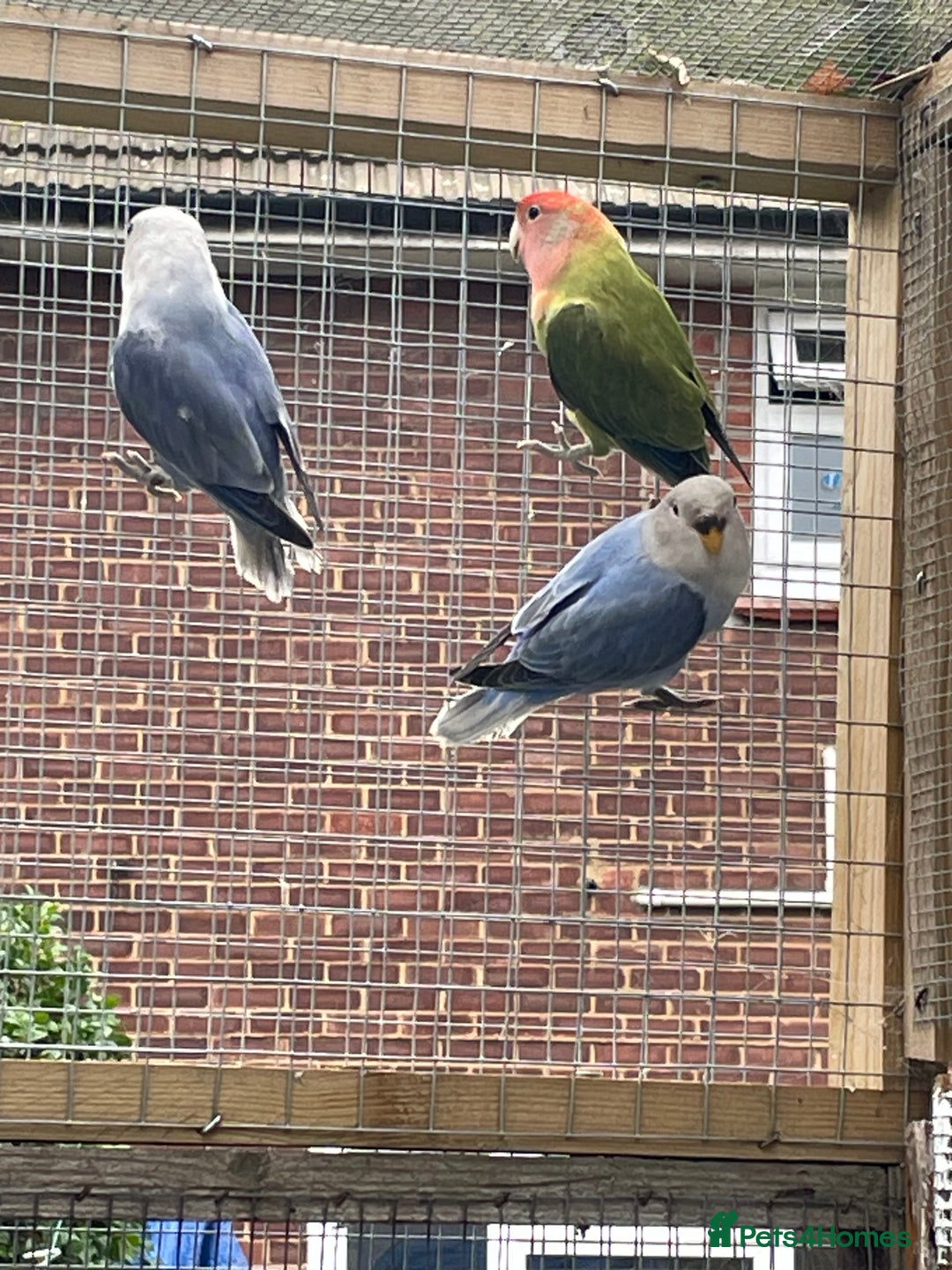 Lovebirds birds for sale: Lovebird babies  - Advert 4