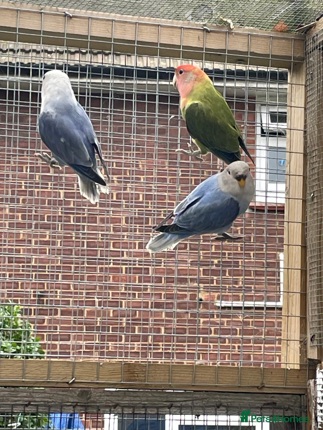 Lovebirds birds for sale: Lovebird babies  - Advert 4