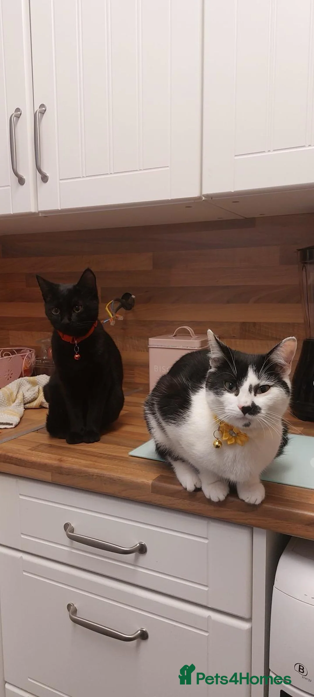 Mixed Breed cats for sale: Bengal x mixed litter - Advert 16