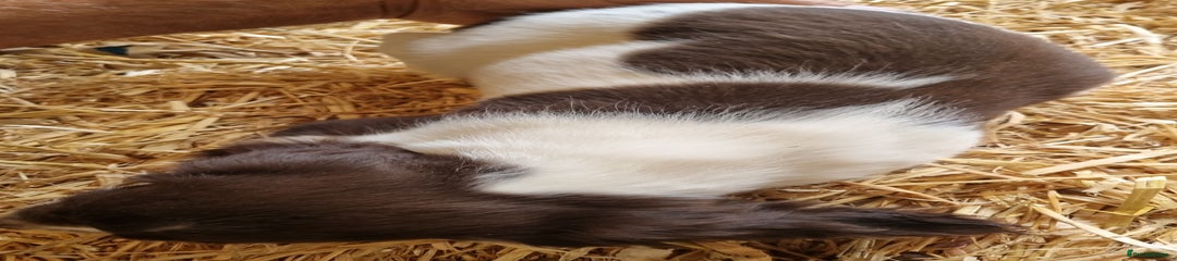 English Springer Spaniel Puppy 2
