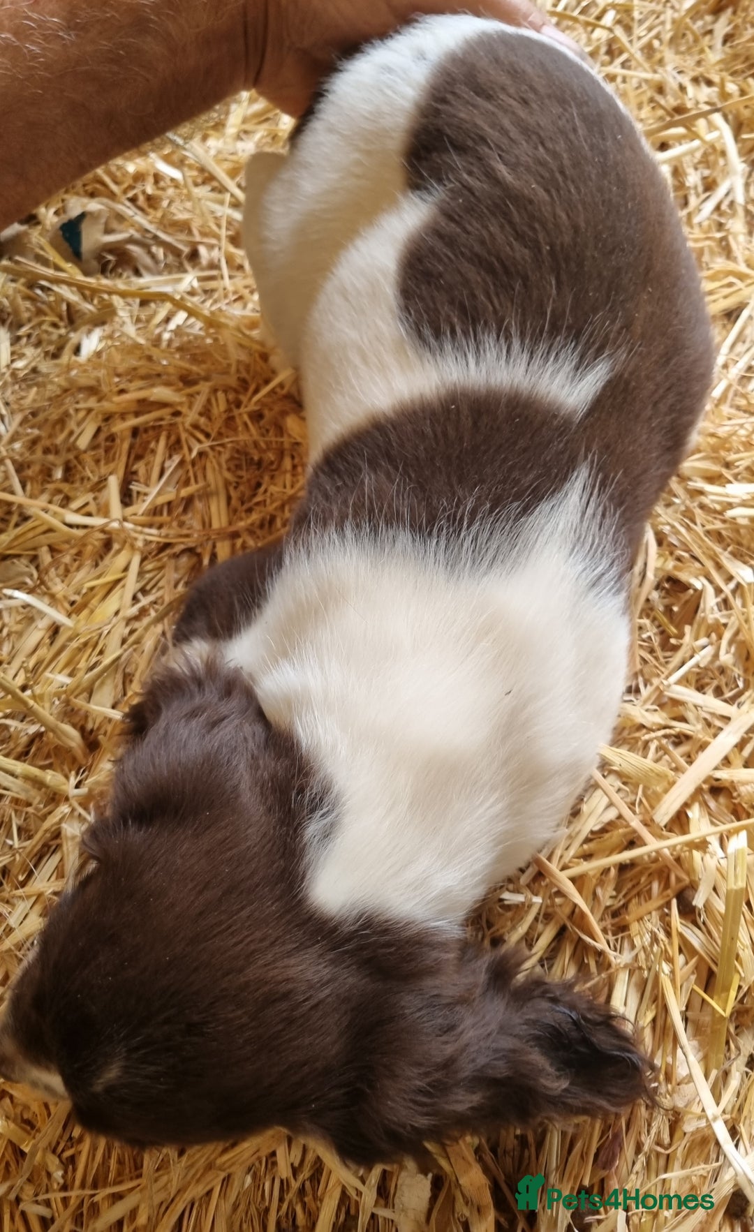 English Springer Spaniel dogs for sale: Pretty puppies with working parents ready now - Image 15