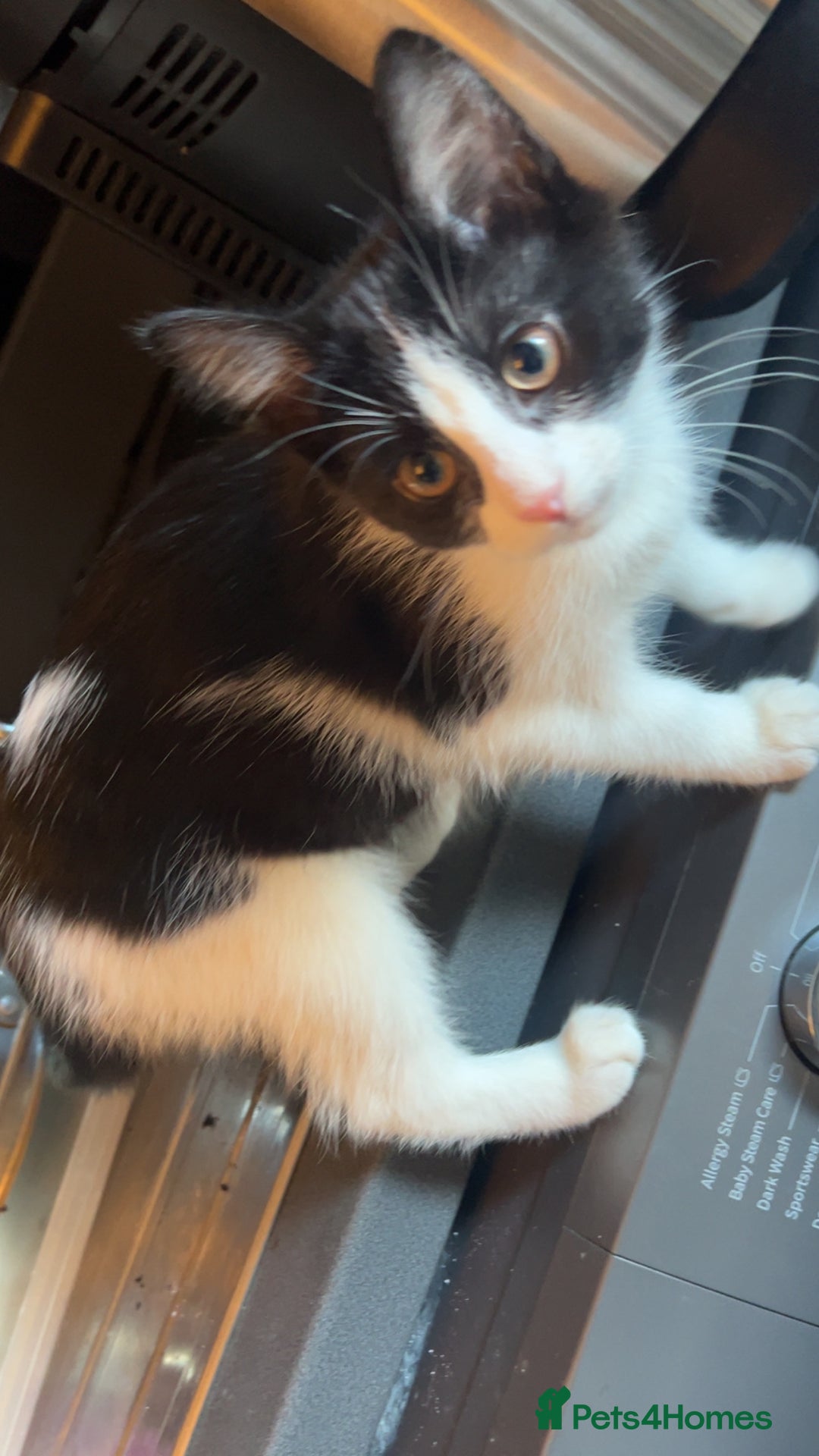 Mixed Breed cats for sale: 4 beautiful female kittens avaliable  - Advert 3