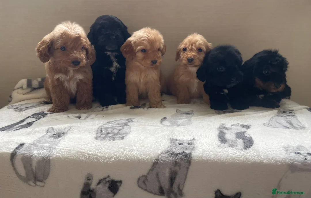 Cockapoo dogs for sale: Beautiful F1 cockapoos  - Advert 11