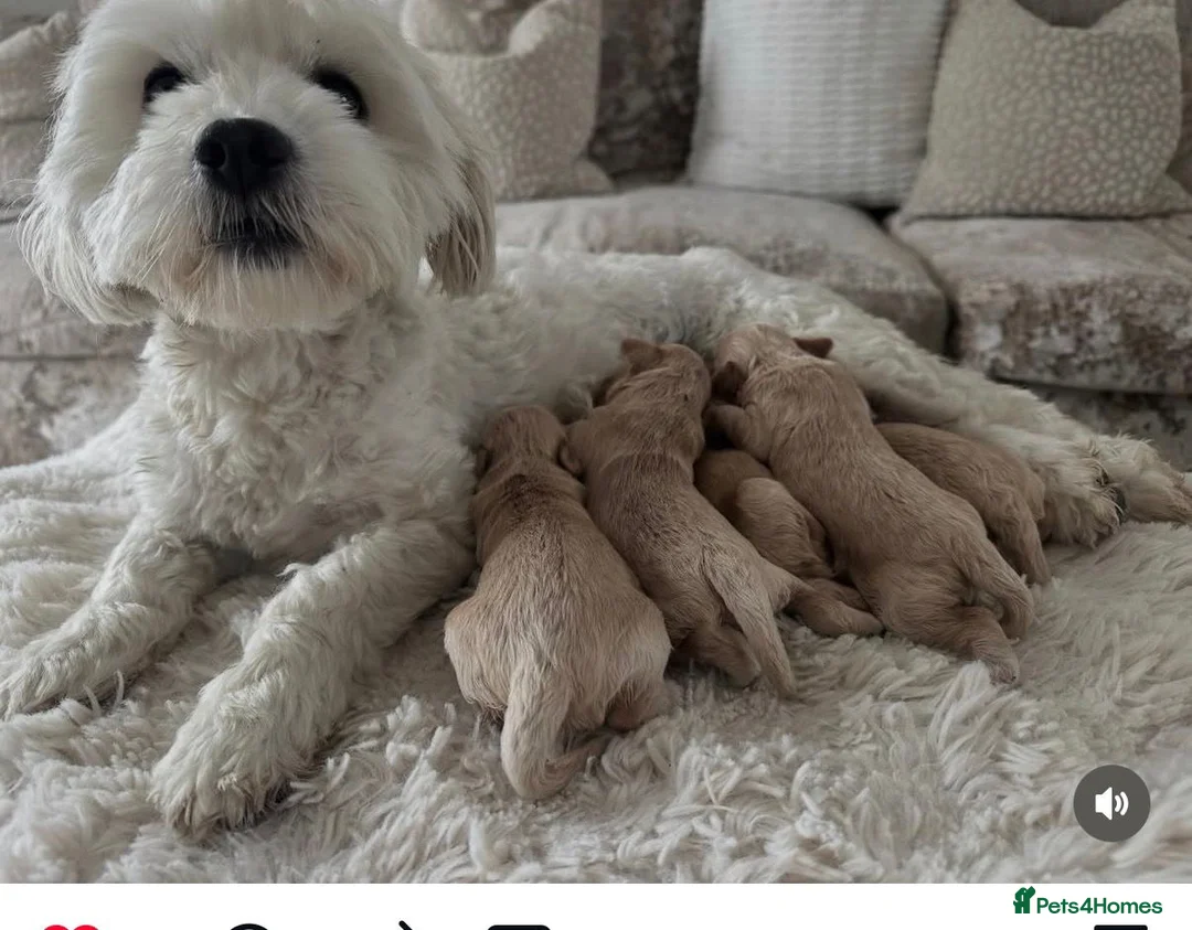 Maltipoo dogs for sale: ✨👑MALTIPOO PUPPIES 👑✨PARENTS KC✨HEALTH TESTED ✨ - Advert 1