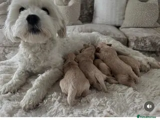 Maltipoo dogs ✨👑MALTIPOO PUPPIES 👑✨PARENTS KC✨HEALTH TESTED ✨ - Advert 1