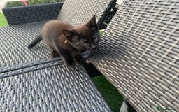 Bengal cats for sale: 4 Beautifully mixed Bengal and British shorthair  - Image 5
