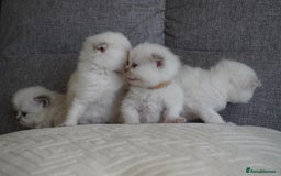 Scottish Fold cats for sale: Scottish Fold kittens  - Image 12
