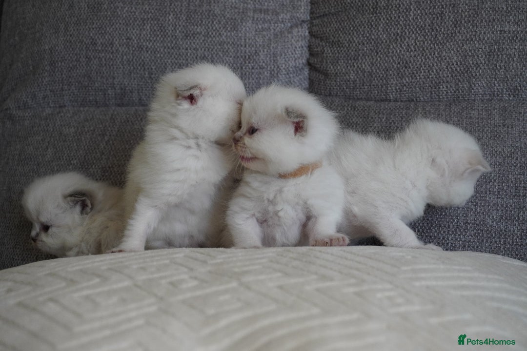 Scottish Fold cats for sale: Scottish Fold kittens  - Image 12