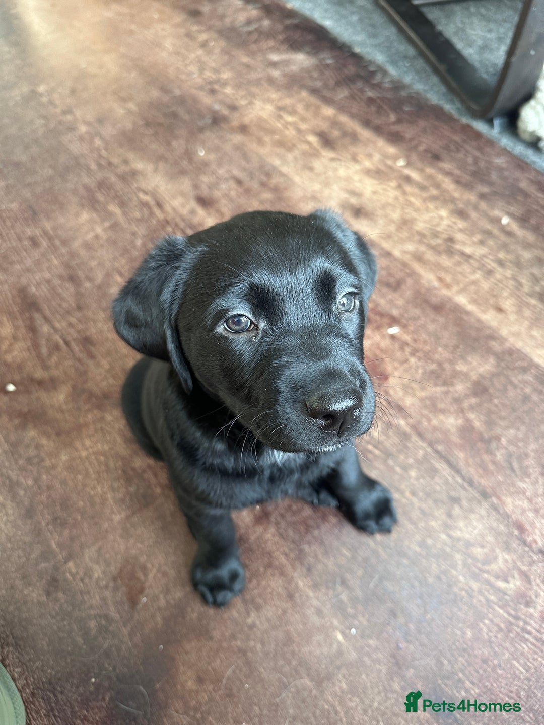 Labrador Retriever dogs for sale: Beautiful Labrador Puppies, Family Raised - Image 13