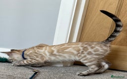 Bengal cats for sale: 💙Exceptional Lynx💙 Male Bengal TICA Reg - Image 3