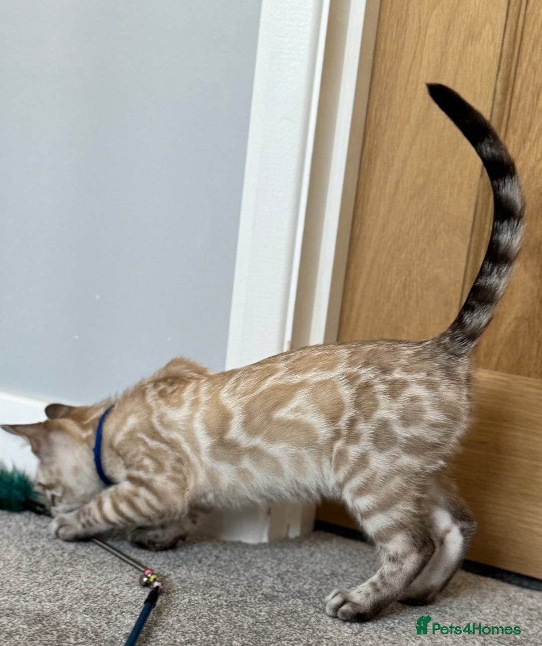 Bengal cats for sale: 💙Exceptional Lynx💙 Male Bengal TICA Reg - Image 3