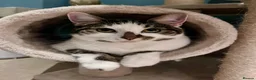 Mixed Breed cats for sale: Luna is looking for her forever home in London - Advert 1