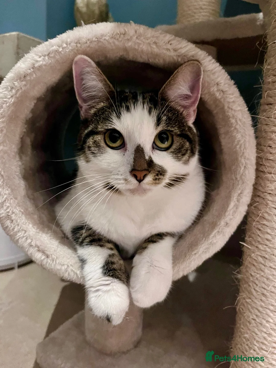 Mixed Breed cats for sale: Luna is looking for her forever home in London - Advert 1