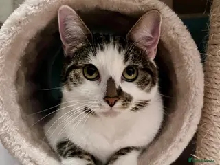 Mixed Breed cats Luna is looking for her forever home - Advert 1
