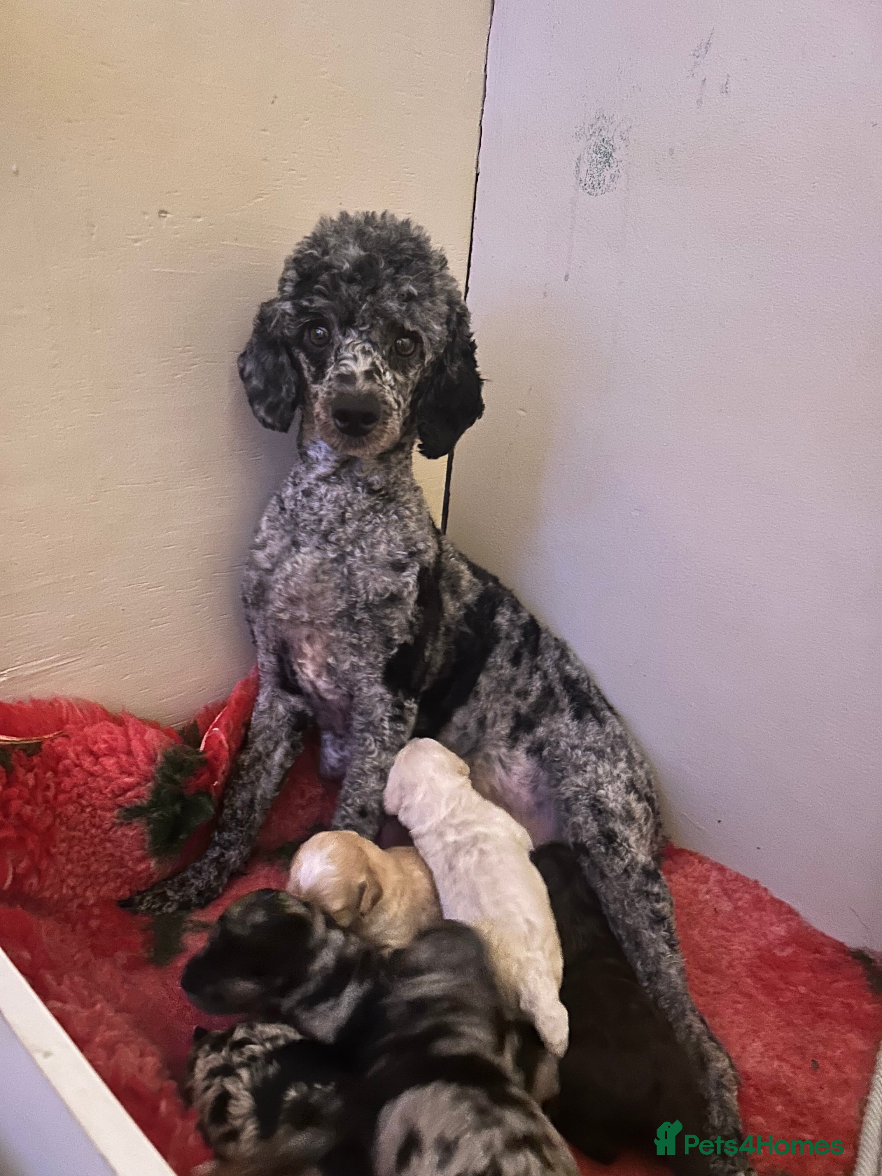Miniature Poodle dogs 3 silver Merle girls - Advert 11