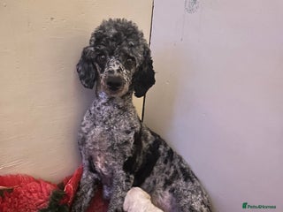 Miniature Poodle dogs 3 silver Merle girls - Advert 1