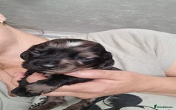 Mixed Breed dogs for sale: Cocker spaniel, dachshund mix  - Image 6