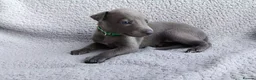 Whippet dogs for sale: KC Registered True to type whippets - Advert 1
